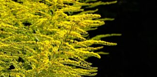 Kiedy sadzić Zagwin?