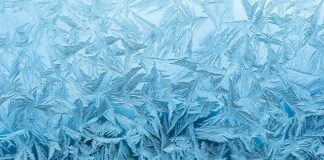 Ile stopni mrozu wytrzymują bratki?