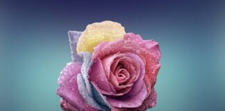 Czym się różnią róże rabatowe od parkowych?