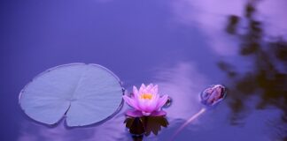 Czy można kupić lilie wodne?