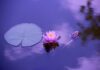 Jak przechowywać lilie wodne w zimie?